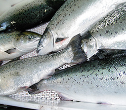Norwegian Atlantic Salmon (Salmo Salar)