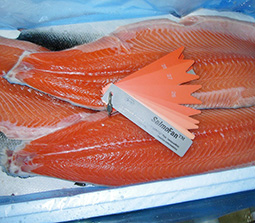 Norwegian Atlantic Salmon (Salmo Salar)