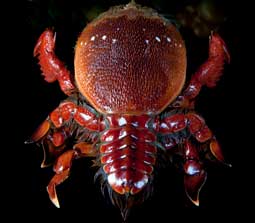 Spanner Crab (Ranina Ranina)