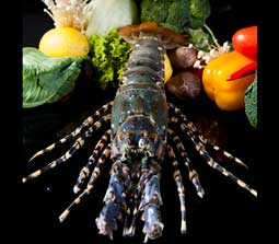 Asian Lobster (Panulirus Ornatus / Homarus / Versicolor)